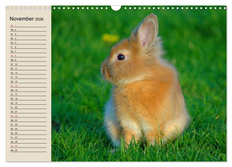 Produktbild: Kaninchen und Hasen (Wandkalender 2026 DIN A3 quer), CALVENDO Monatskalender