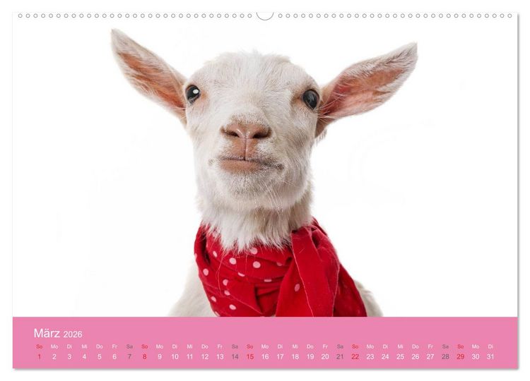 Produktbild: S&uuml;&szlig;e Tier-Babys! (hochwertiger Premium Wandkalender 2026 DIN A2 quer), Kunstdruck in Hochglanz