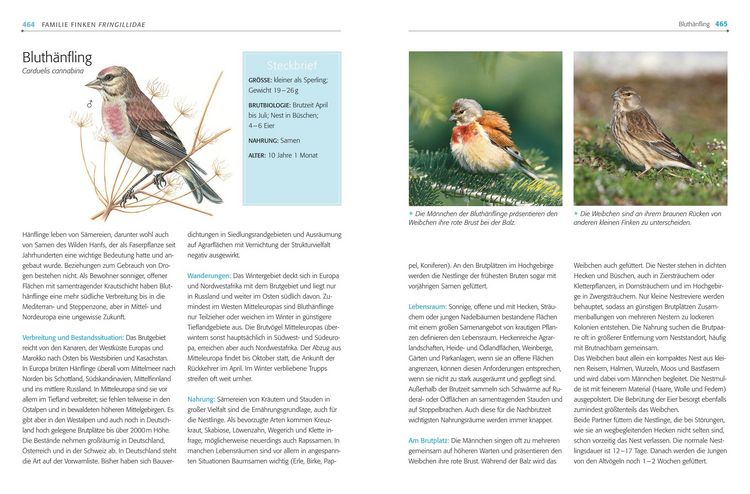 Produktbild: Das BLV Handbuch V&ouml;gel