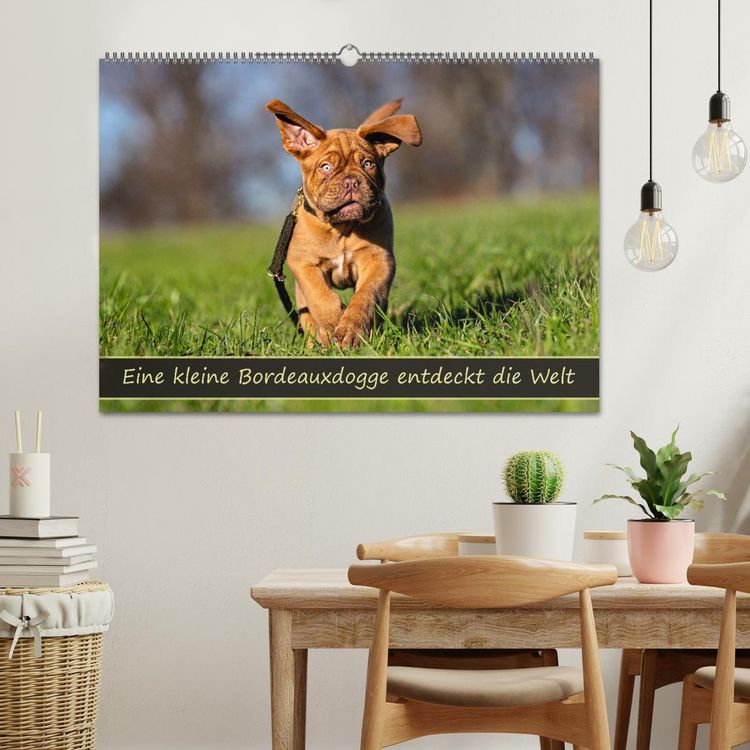 Produktbild: Eine kleine Bordeauxdogge entdeckt die Welt (Wandkalender 2026 DIN A2 quer), CALVENDO Monatskalender
