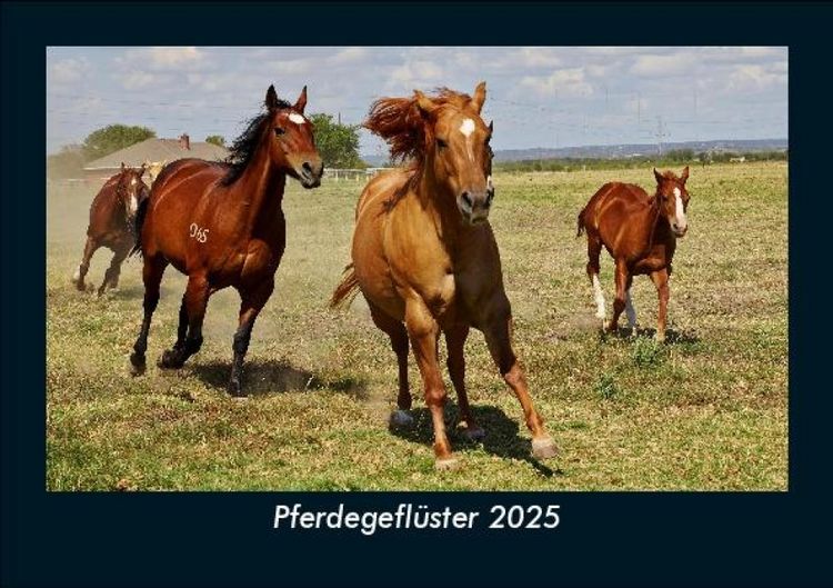 Produktbild: Pferdegefl&uuml;ster 2025 Fotokalender DIN A5