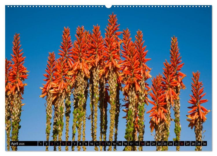 Produktbild: Namib Naukluft Nationalpark. NAMIBIA 2026 (Wandkalender 2026 DIN A2 quer), CALVENDO Monatskalender