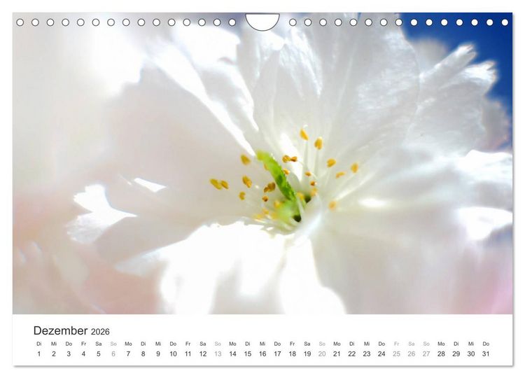 Produktbild: Kirschbl&uuml;tentraum (Wandkalender 2026 DIN A4 quer), CALVENDO Monatskalender