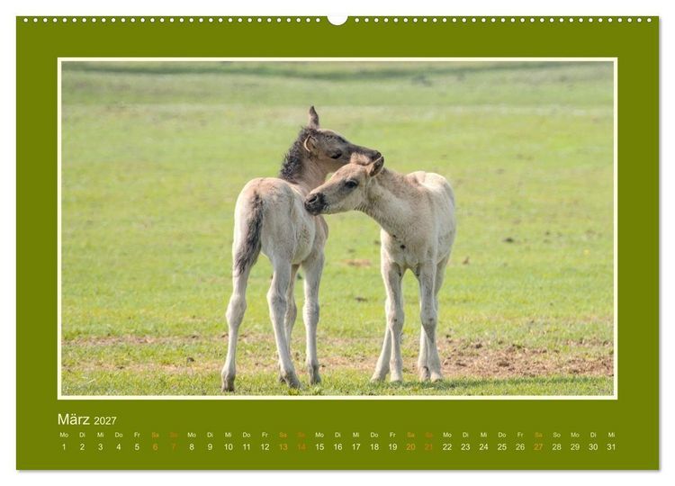 Produktbild: Die letzten Wilden - freilebende Pferde in D&uuml;lmen (Wandkalender 2027 DIN A2 quer), CALVENDO Monatskalender