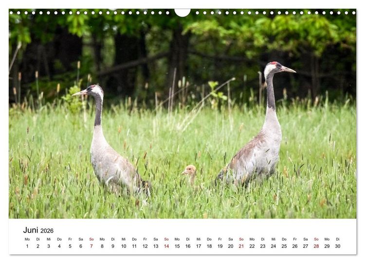 Produktbild: Kraniche im Erzgebirge (Wandkalender 2026 DIN A3 quer), CALVENDO Monatskalender