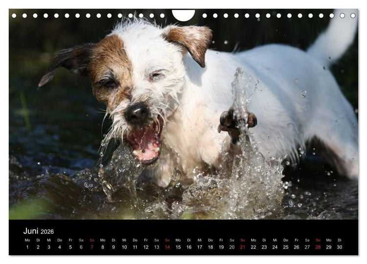 Produktbild: The Bravehearts und Freunde - Parson Russells (Wandkalender 2026 DIN A4 quer), CALVENDO Monatskalender