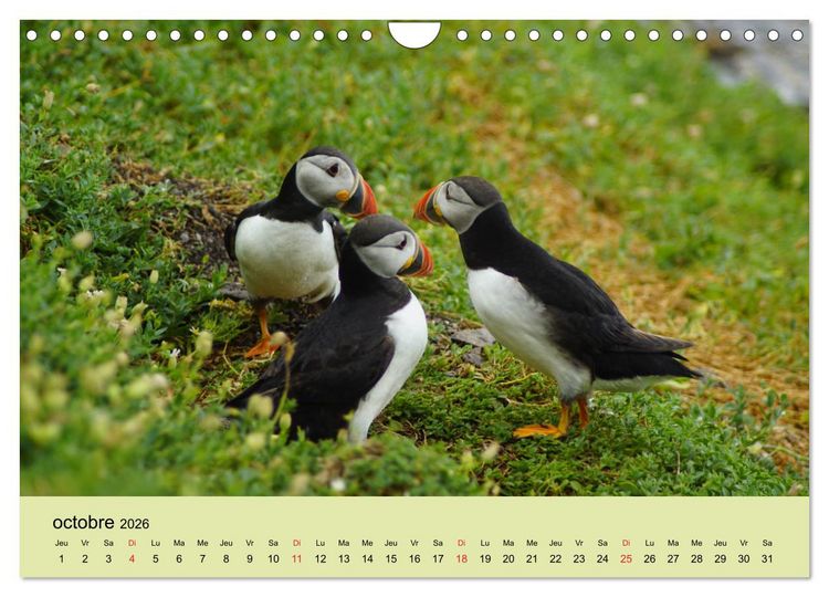 Produktbild: Macareux-moines Des petits oiseaux originaux! (Calendrier mural 2026 DIN A4 vertical), CALVENDO calendrier mensuel