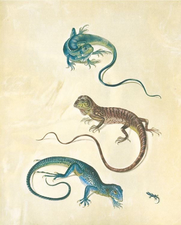 Produktbild: Maria Sibylla Merian &ndash; St. Petersburger Aquarelle (Jubil&auml;umsausgabe)