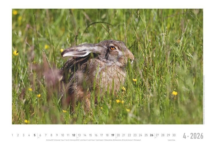 Geheimnisvolles Waldleben 2026 - Bildkalender 49,5x33 cm - Tiere und Pflanzen in unseren heimischen Wäldern - Wandkalender - Wandplaner - Tierkalender