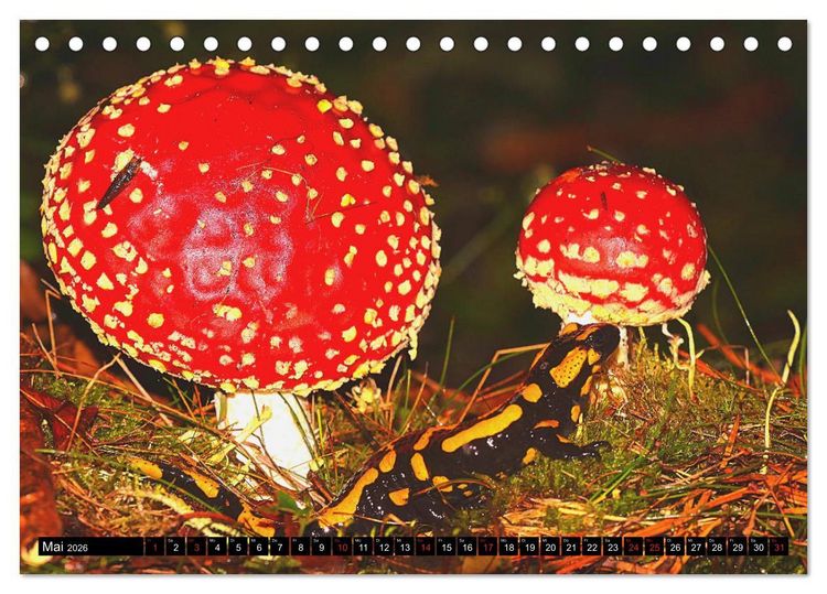 Produktbild: Im Revier der Salamander (Tischkalender 2026 DIN A5 quer), CALVENDO Monatskalender