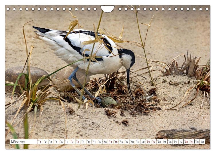 Produktbild: Sturmerprobt - V&ouml;gel an Nordfrieslands K&uuml;ste (Wandkalender 2026 DIN A4 quer), CALVENDO Monatskalender