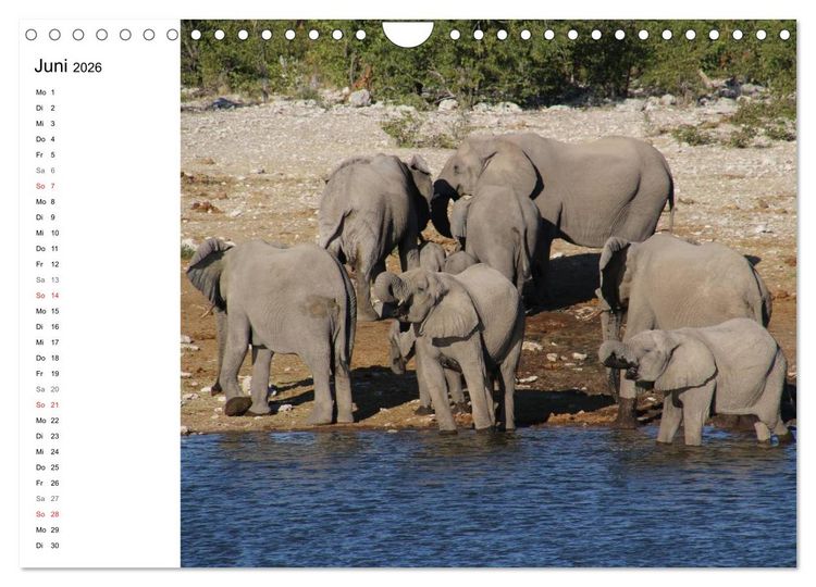 Produktbild: Namibia - Tierische Vielfalt (Planer) (Wandkalender 2026 DIN A4 quer), CALVENDO Monatskalender