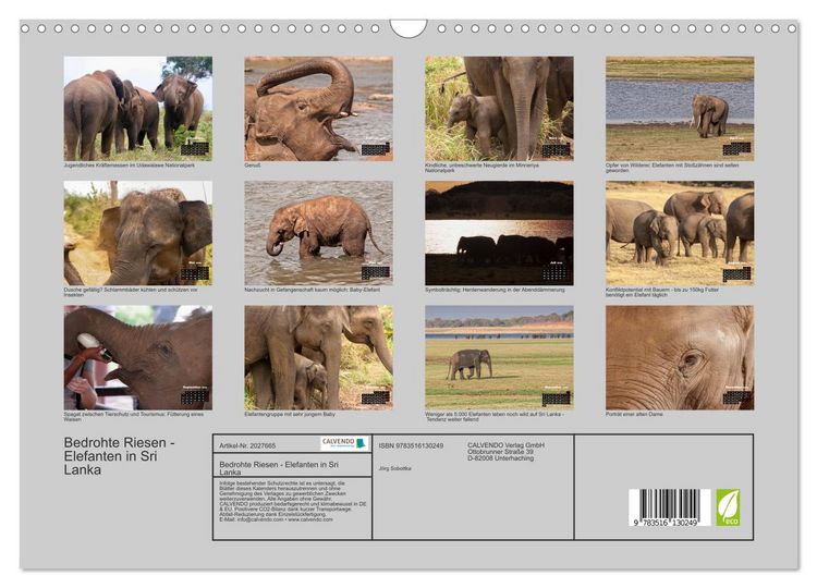 Produktbild: Bedrohte Riesen - Elefanten in Sri Lanka (Wandkalender 2026 DIN A3 quer), CALVENDO Monatskalender