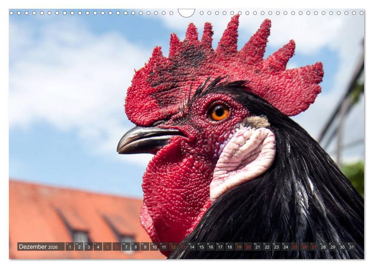 Produktbild: Stadth&uuml;hner (Wandkalender 2026 DIN A3 quer), CALVENDO Monatskalender