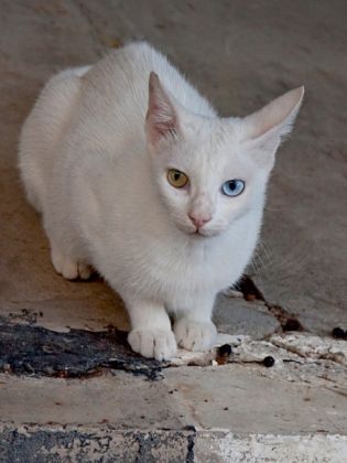 Produktbild: CALVENDO Puzzle Katze der Rasse T&uuml;rkisch Angora | 1000 Teile Lege-Gr&ouml;&szlig;e 64x48cm Foto-Puzzle f&uuml;r gl&uuml;ckliche Stunden