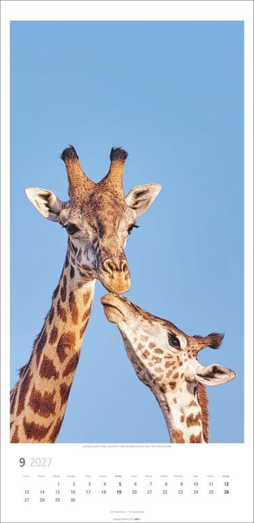 Produktbild: Giraffen Kalender 2027