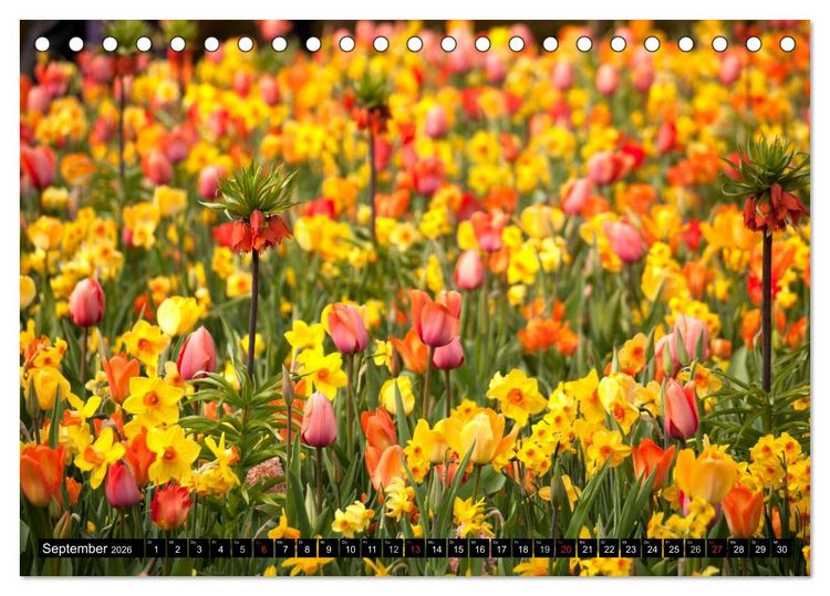 Produktbild: Tulpen (Tischkalender 2026 DIN A5 quer), CALVENDO Monatskalender