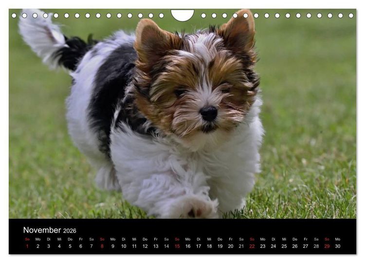 Produktbild: Mit dem Yorki durch das Jahr 2026 (Wandkalender 2026 DIN A4 quer), CALVENDO Monatskalender