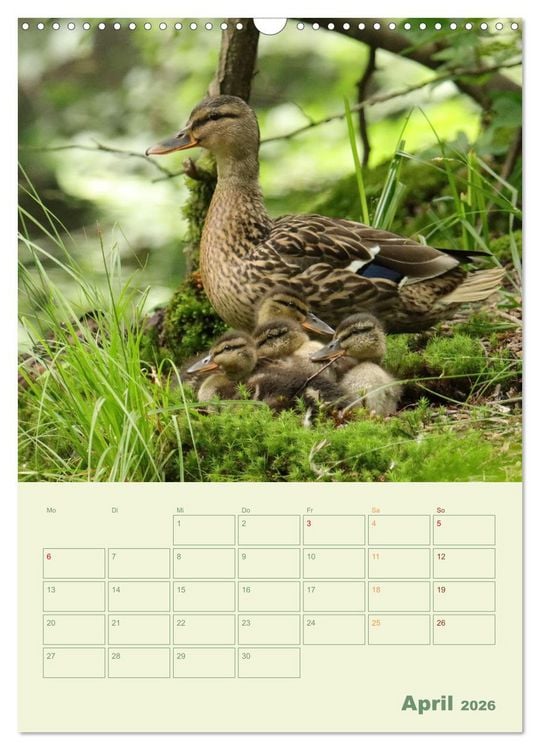 Produktbild: Waldmomente (Wandkalender 2026 DIN A3 hoch), CALVENDO Monatskalender