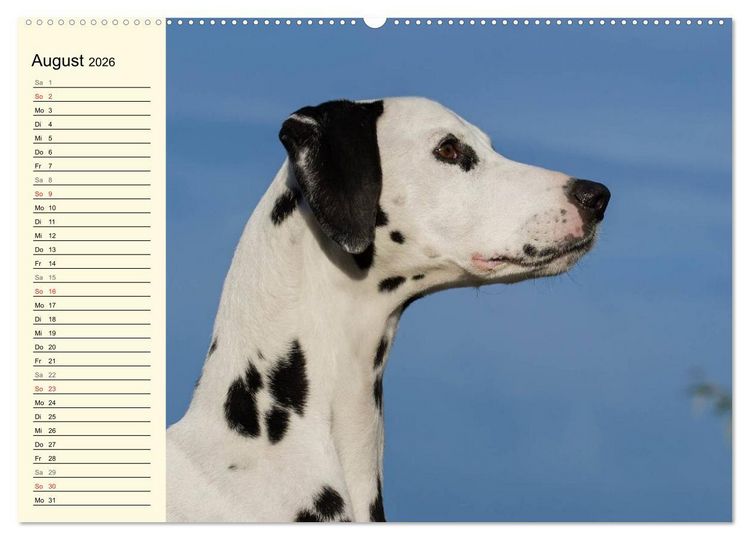 Produktbild: Auf den Punkt - Dalmatiner (hochwertiger Premium Wandkalender 2026 DIN A2 quer), Kunstdruck in Hochglanz