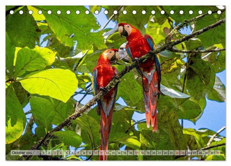 Produktbild: Phantastische Vogelwelt Costa Rica (Tischkalender 2026 DIN A5 quer), CALVENDO Monatskalender