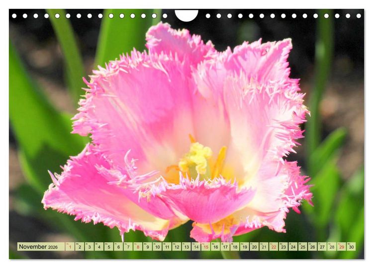 Produktbild: Tulpen. Zauberhafte Bl&uuml;tenpracht (Wandkalender 2026 DIN A4 quer), CALVENDO Monatskalender
