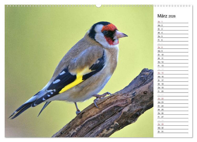 Produktbild: Unsere heimischen Gartenv&ouml;gel (hochwertiger Premium Wandkalender 2026 DIN A2 quer), Kunstdruck in Hochglanz