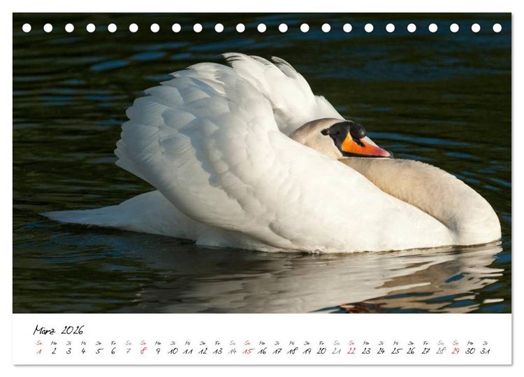 Produktbild: Ein Jahr mit den Schw&auml;nen (Tischkalender 2026 DIN A5 quer), CALVENDO Monatskalender