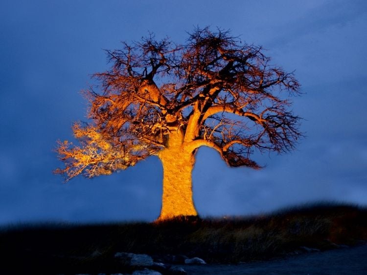 Produktbild: Ein Baobab in Botswana (Puzzle)