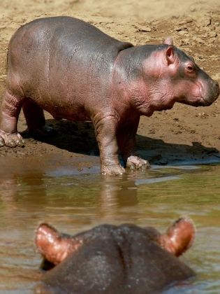 Produktbild: CALVENDO Puzzle Hippobaby auf Landgang | 1000 Teile Lege-Gr&ouml;&szlig;e 64x48cm Foto-Puzzle f&uuml;r gl&uuml;ckliche Stunden