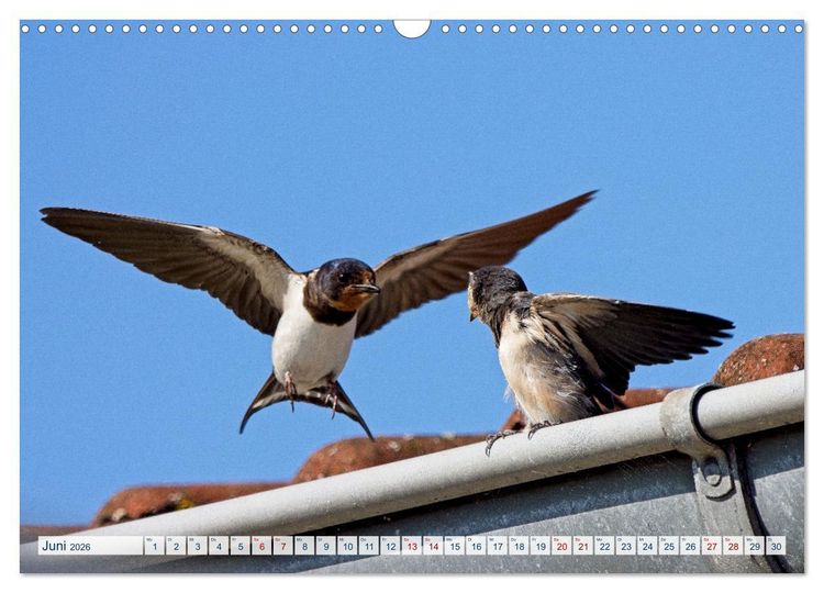 Produktbild: Rauchschwalben - Boten des Sommers (Wandkalender 2026 DIN A3 quer), CALVENDO Monatskalender