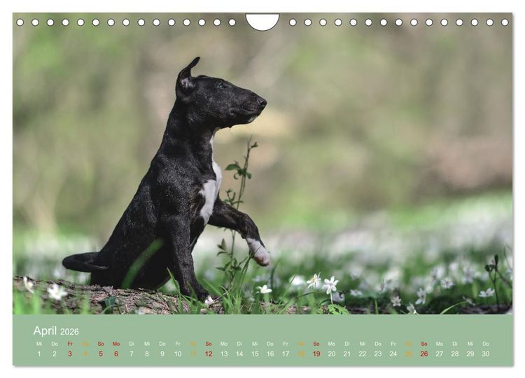 Produktbild: Bullterrier, liebenswerte Sturk&ouml;pfe (Wandkalender 2026 DIN A4 quer), CALVENDO Monatskalender