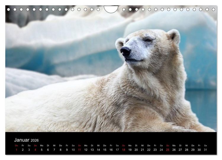 Produktbild: Tiere unserer Erde (Wandkalender 2026 DIN A4 quer), CALVENDO Monatskalender