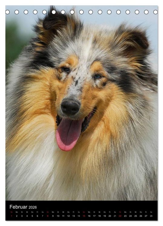 Produktbild: Collie 2026 (Tischkalender 2026 DIN A5 hoch), CALVENDO Monatskalender