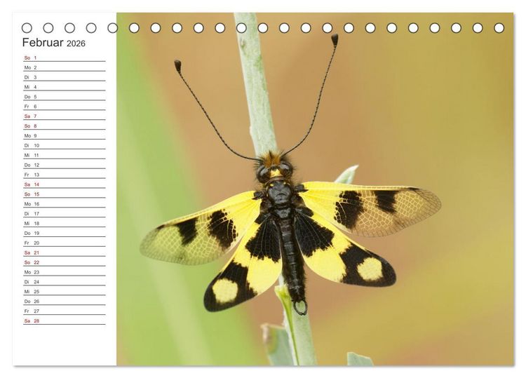 Produktbild: Faszinierendes Bulgarien (Tischkalender 2026 DIN A5 quer), CALVENDO Monatskalender