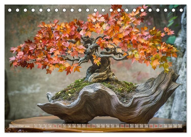 Produktbild: Bonsai, die formvollendete Kunst (Tischkalender 2026 DIN A5 quer), CALVENDO Monatskalender
