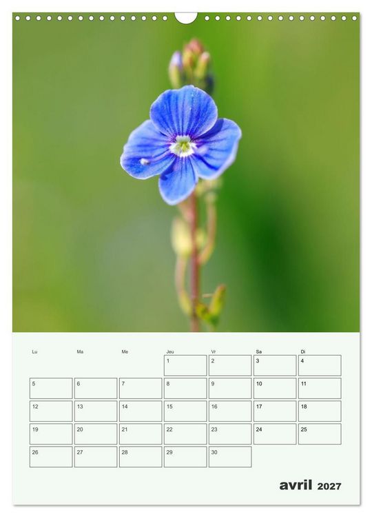 Produktbild: Fleurs en toute simplicit&eacute; - Beaut&eacute; minimaliste (Calendrier mural 2027 DIN A3 horizontal), CALVENDO calendrier mensuel