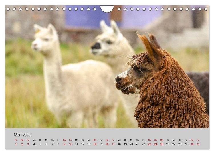Produktbild: Unter Lamas und Alpakas (Wandkalender 2026 DIN A4 quer), CALVENDO Monatskalender
