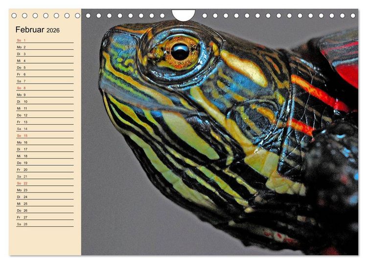 Produktbild: Reptilien. Schlangen, Echsen und Co. (Wandkalender 2026 DIN A4 quer), CALVENDO Monatskalender