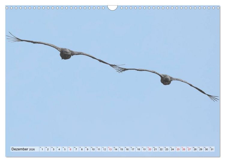 Produktbild: Kraniche auf dem Weg nach S&uuml;den (Wandkalender 2026 DIN A3 quer), CALVENDO Monatskalender