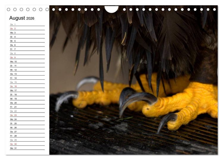 Produktbild: Der Wei&szlig;kopfseeadler (Wandkalender 2026 DIN A4 quer), CALVENDO Monatskalender