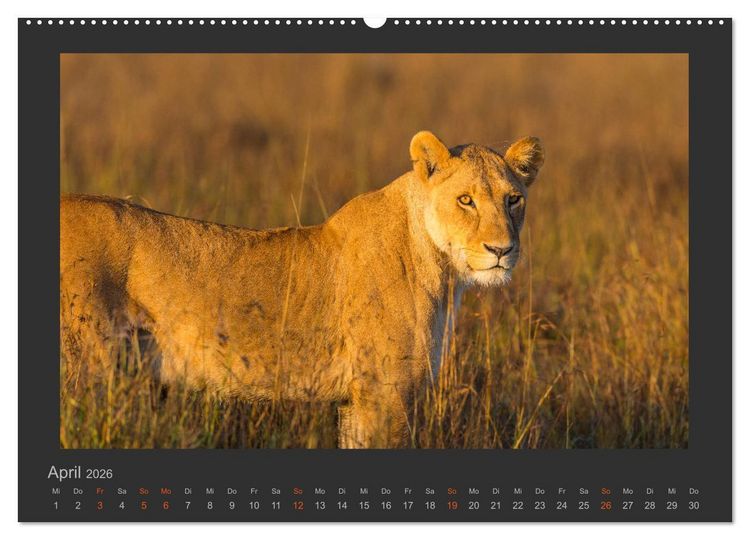 Produktbild: L&ouml;wen Wildlife-Fotografien (hochwertiger Premium Wandkalender 2026 DIN A2 quer), Kunstdruck in Hochglanz