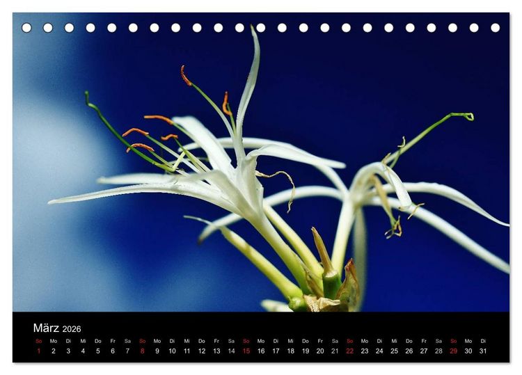 Produktbild: Mauritius - Moments (Tischkalender 2026 DIN A5 quer), CALVENDO Monatskalender
