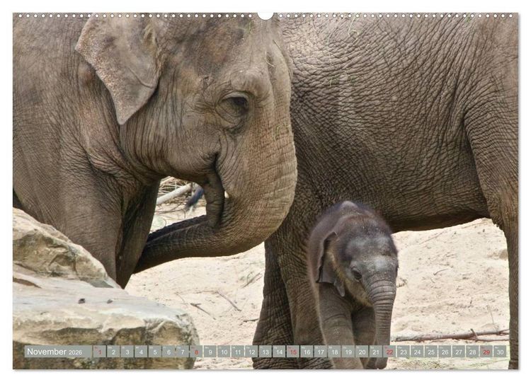 Produktbild: Asiatische und afrikanische Elefanten (hochwertiger Premium Wandkalender 2026 DIN A2 quer), Kunstdruck in Hochglanz