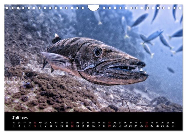Produktbild: Die Welt unter Wasser (Wandkalender 2026 DIN A4 quer), CALVENDO Monatskalender
