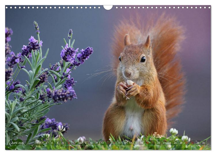 Produktbild: Eichh&ouml;rnchen in zauberhaften Posen (Wandkalender 2026 DIN A3 quer), CALVENDO Monatskalender