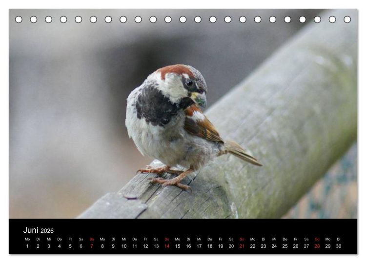 Produktbild: Freche Spatzen (Tischkalender 2026 DIN A5 quer), CALVENDO Monatskalender