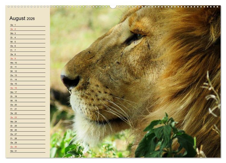 Produktbild: L&ouml;wen in freier Wildbahn (hochwertiger Premium Wandkalender 2026 DIN A2 quer), Kunstdruck in Hochglanz