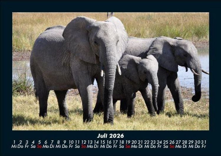 Produktbild: Elefanten 2026 Fotokalender DIN A5