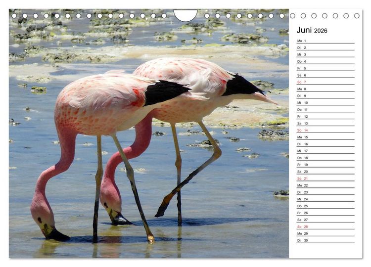 Produktbild: Mein Flamingo Planer (Wandkalender 2026 DIN A4 quer), CALVENDO Monatskalender